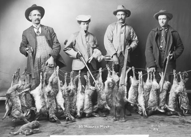 Rabbit Hunt